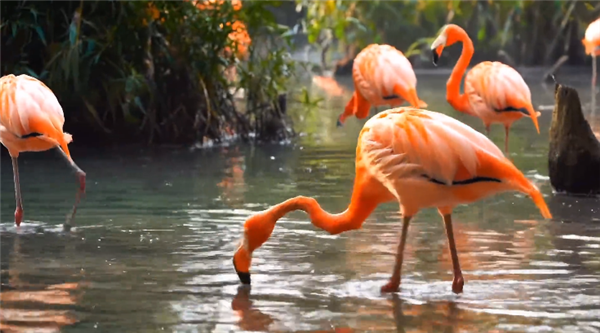 熊猫体育平台力压Sora！谷歌第二代AI视频生成模型eo 2发布：分辨率可达4K